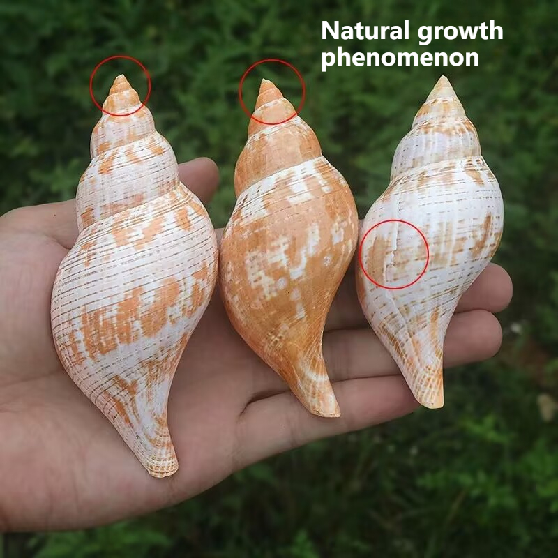 Naturalne muszle tulipany, śli – Aquarium Fish Popular recenzja i cena
