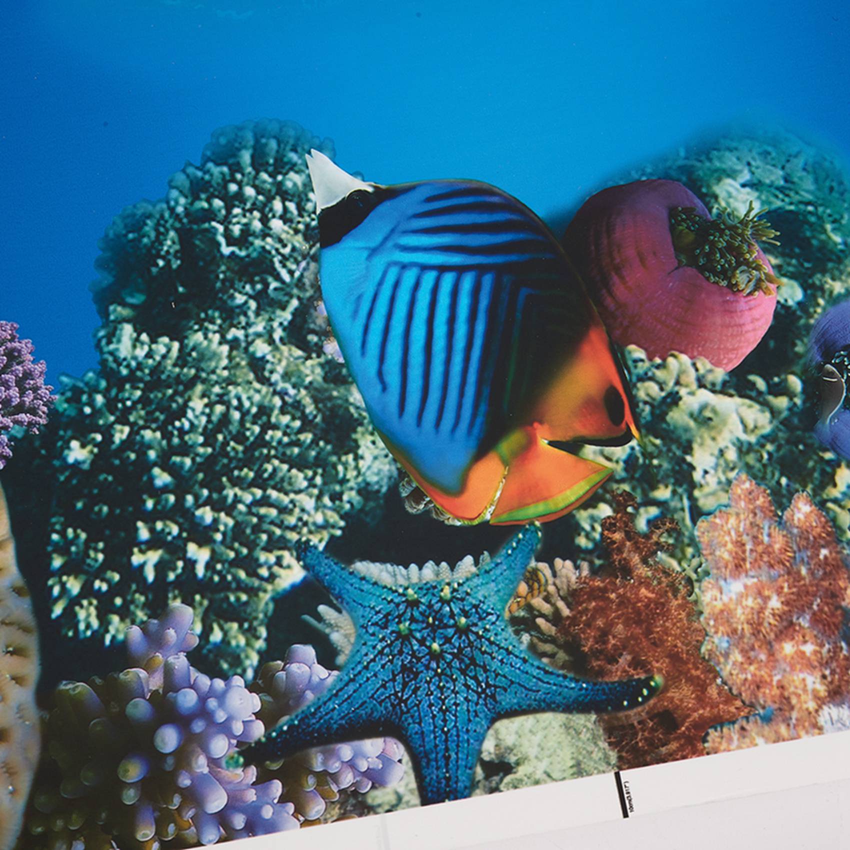 A77I Papier do dekoracji akwar – Aquarium Fish Wallpaper Hd recenzja i cena