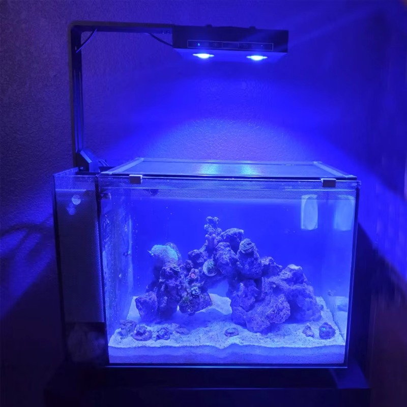 Chiński dostawca ściemnialnej  – Aquarium Fish Supplier recenzja i cena