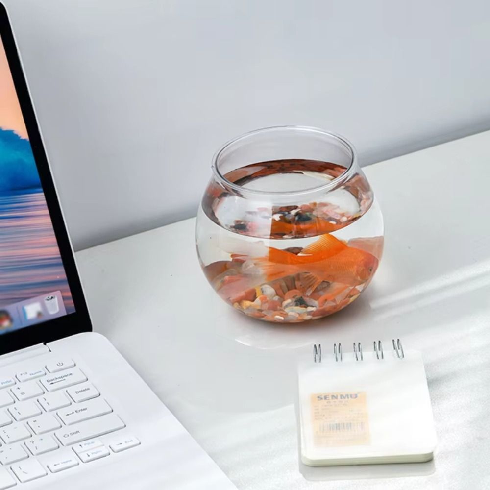 Nowe Przezroczyste Akwarium Ok – Aquarium Fish For Beginners recenzja i cena